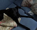Собаки в Челябинске: Собака в добрые руки  Мальчик, Бесплатно - фото 3