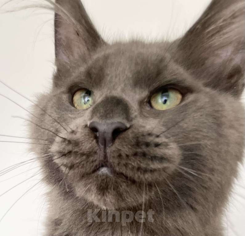 Кошки в Чайковском: кот мейн кун  MCO окрас - Имхо as 09 голубой дымчатый с белым.  Мальчик, 55 000 руб. - фото 5