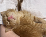 Кошки в Подольске: Котята в добрые руки Разнополые, Бесплатно - фото 7