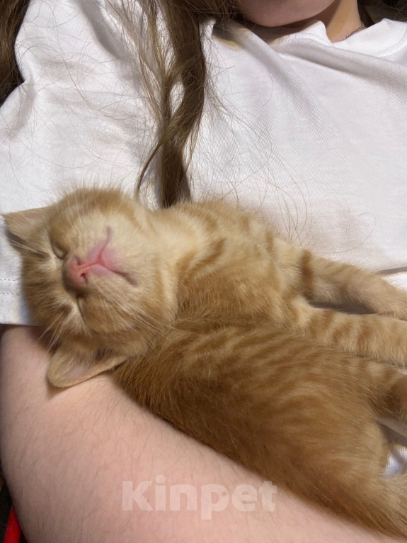 Кошки в Подольске: Котята в добрые руки Разнополые, Бесплатно - фото 7