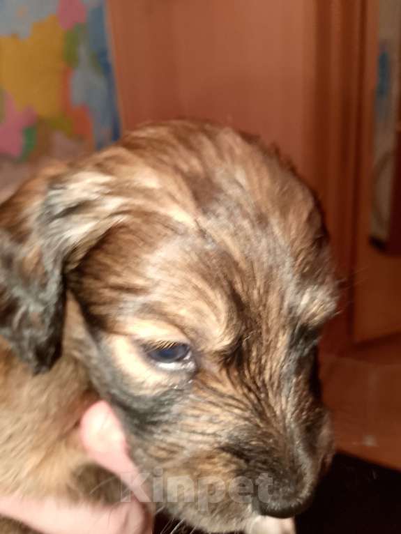 Собаки в Строителе: Пушистик шоколадный мальчик маленького роста вырастит Мальчик, Бесплатно - фото 3