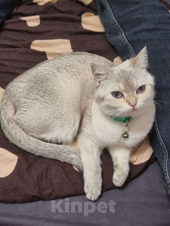 Кошки в Москве: Шотландская кошка Девочка, 25 000 руб. - фото 4