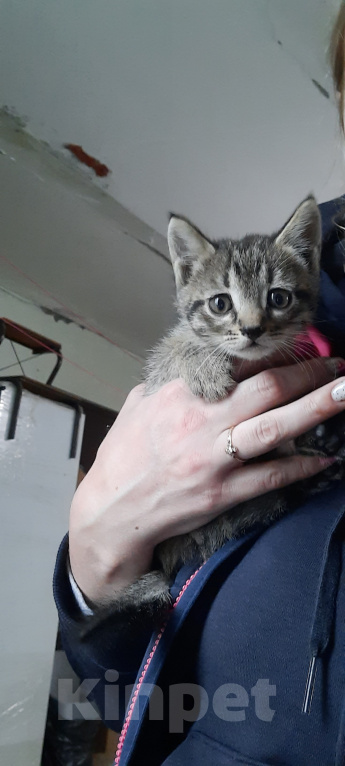 Кошки в Саратове: Котята в добрые руки Мальчик, Бесплатно - фото 3