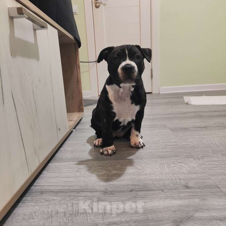 Собаки в Волхове: Щенок амстаффа Девочка, 80 000 руб. - фото 3