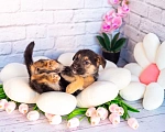 Собаки в Химках: Нюша и Плюша 🎀🎀 Девочка, Бесплатно - фото 8
