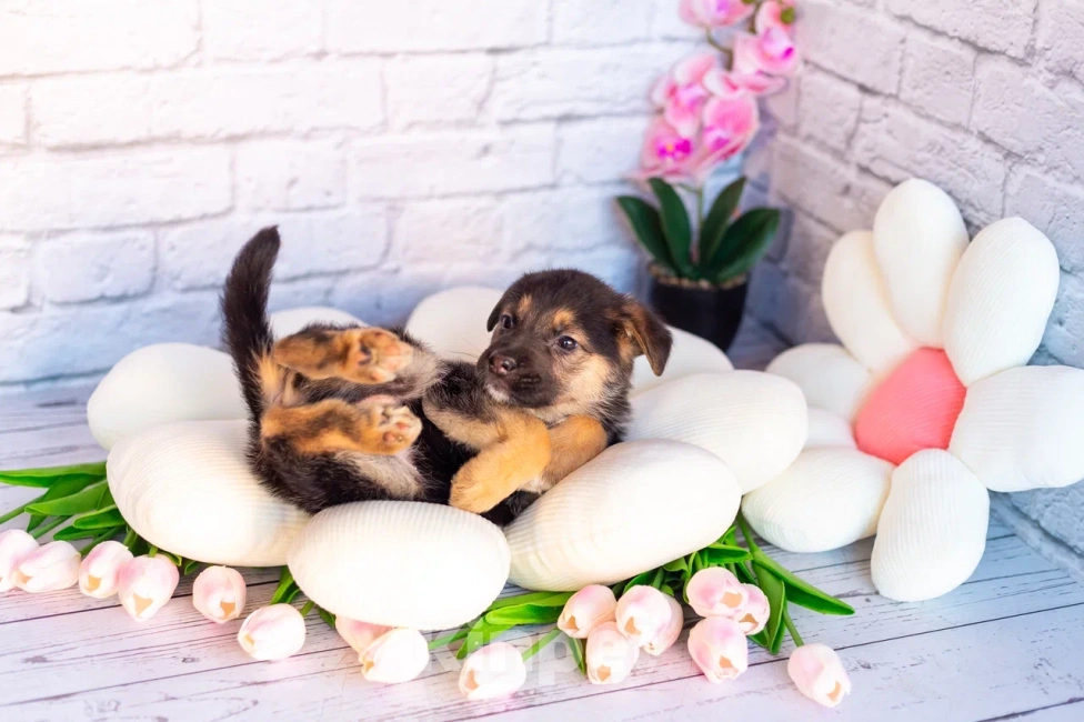 Собаки в Химках: Нюша и Плюша 🎀🎀 Девочка, Бесплатно - фото 8