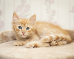 Кошки в Мурином: Котенок Авакадо Мальчик, Бесплатно - фото 1