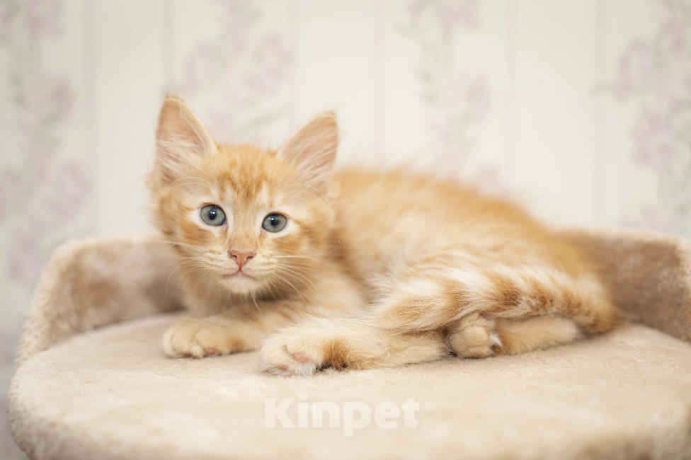 Кошки в Мурином: Котенок Авакадо Мальчик, Бесплатно - фото 1