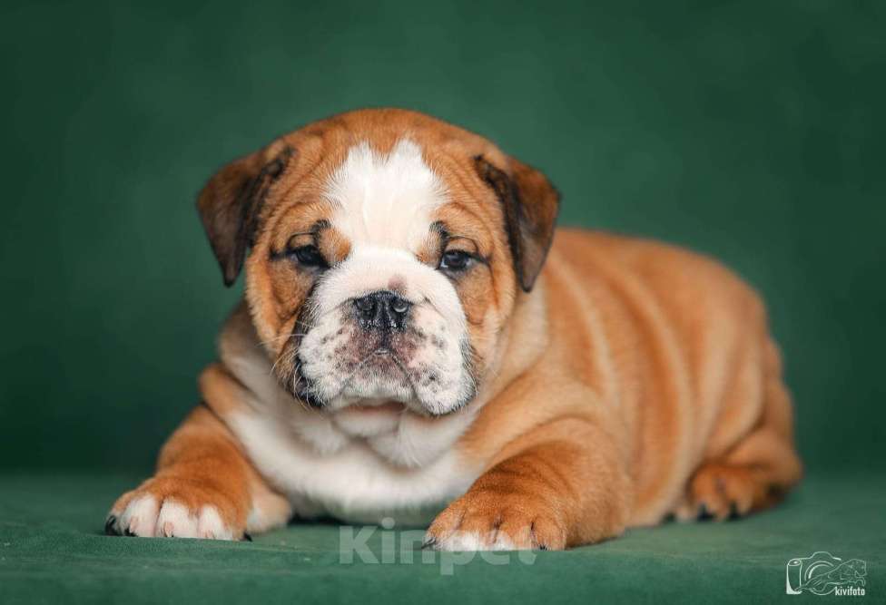 Собаки в Обнинске: Щенки английского бульдога Мальчик, 80 000 руб. - фото 3