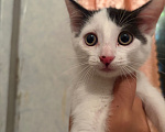 Кошки в Москве: Котенок Девочка, Бесплатно - фото 2