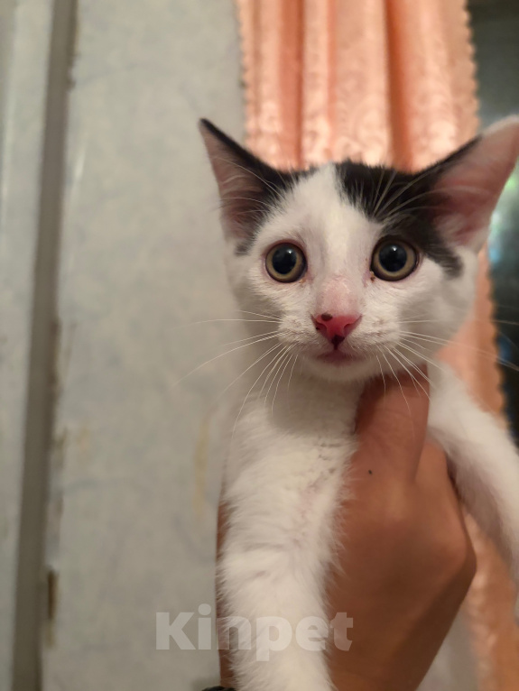 Кошки в Москве: Котенок Девочка, Бесплатно - фото 2