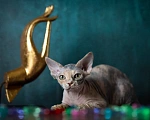Кошки в Москве: Купить котенка Девон - рекс. ЧУдесная девочка  черепашка для вас. Девочка, Бесплатно - фото 2