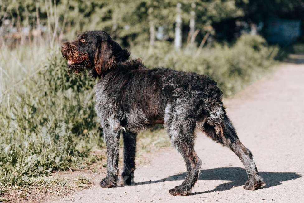 Собаки в Москве: Капитан Борода в приюте Мальчик, Бесплатно - фото 5