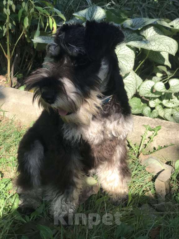 Собаки в Краснодаре: Цвергшнауцер мальчик  Мальчик, Бесплатно - фото 4