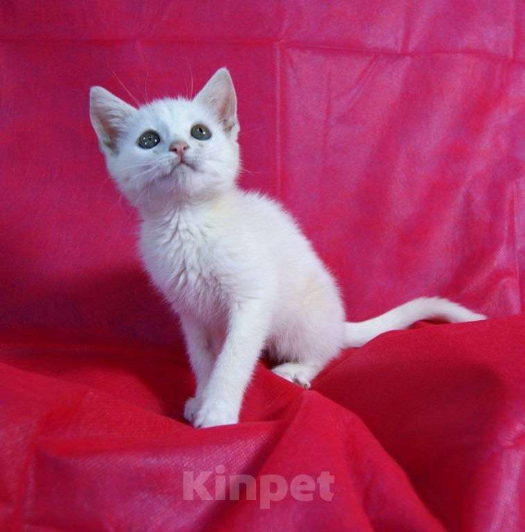 Кошки в Москве: Котенок Злата ищет дом Девочка, Бесплатно - фото 3