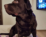 Собаки в Волосовом: Потерялся шоколадный лабрадор Мальчик, Бесплатно - фото 1