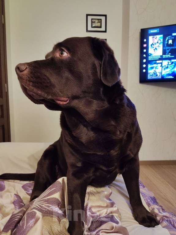 Собаки в Волосовом: Потерялся шоколадный лабрадор Мальчик, Бесплатно - фото 1