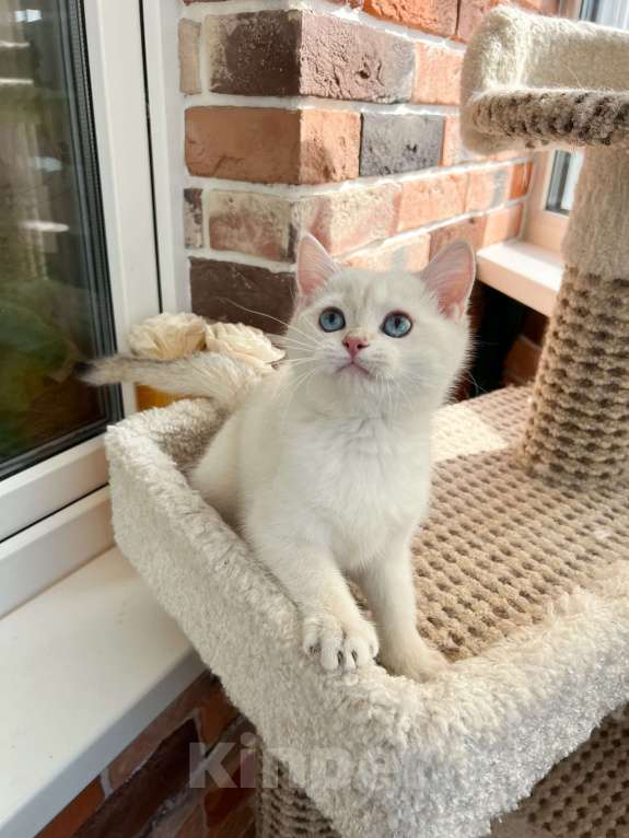 Кошки в Москве: Британская золотая шиншилла колор-пойнт Мальчик, 45 000 руб. - фото 3