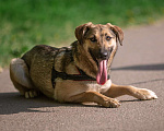 Собаки в Москве: Лайфа Девочка, Бесплатно - фото 1
