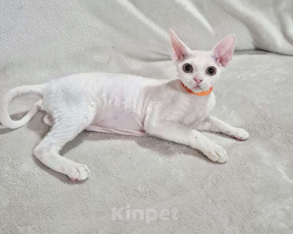 Кошки в Москве: Девон рекс котик белый Мальчик, 50 000 руб. - фото 6