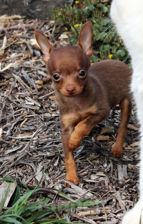 Собаки в Волгограде: Мальчики мини - шоколад Мальчик, 30 000 руб. - фото 10