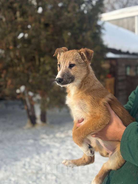 Собаки в других городах Московской области: Щенки в добрые руки Разнополые, Бесплатно - фото 2