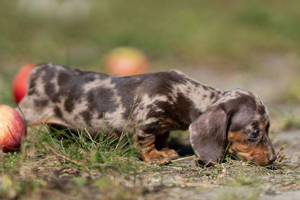 Собаки в Москве: Девочка кофейно-мраморная Девочка, 130 000 руб. - фото 4