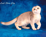 Кошки в Санкт-Петербурге: Скоттиш-фолд котик голубое золото Мальчик, 50 000 руб. - фото 3