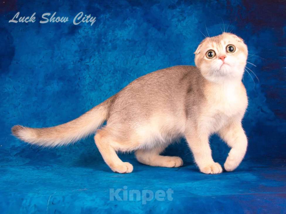 Кошки в Санкт-Петербурге: Скоттиш-фолд котик голубое золото Мальчик, 50 000 руб. - фото 3