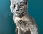Кошки в Москве: Котенок в дар Девочка, Бесплатно - фото 2