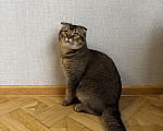 Кошки в Санкт-Петербурге: Шотландский вислоухий кот Леон возраст 7 месяцев хочет кошечку на вязку Мальчик, 3 000 руб. - фото 3