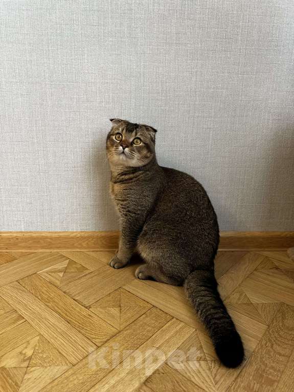 Кошки в Санкт-Петербурге: Шотландский вислоухий кот Леон возраст 7 месяцев хочет кошечку на вязку Мальчик, 3 000 руб. - фото 3
