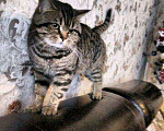 Кошки в Асбесте: Вязка прямоухого кота, 800 руб. - фото 1
