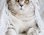 Кошки в Новосибирске: Кот на вязку шотландский вислоухий, 1 500 руб. - фото 3