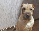 Собаки в Омске: Вязка, 1 300 руб. - фото 1