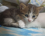 Кошки в Нижнем Новгороде: Котёнок в добрые руки  Мальчик, Бесплатно - фото 3