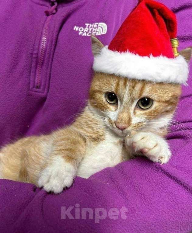 Кошки в Санкт-Петербурге: Рыженький ласкуша 3,5 мес Мальчик, Бесплатно - фото 3