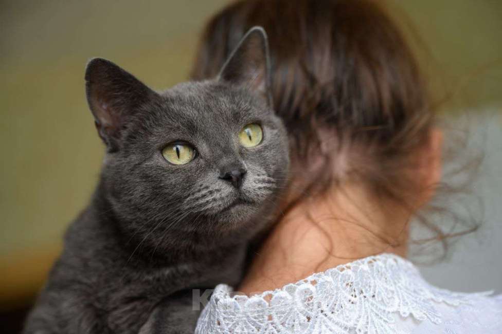 Кошки в Москве: Ася и Аделька ищут дом Девочка, Бесплатно - фото 3