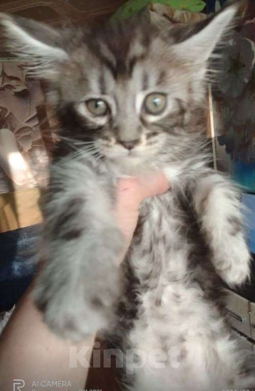 Кошки в Екатеринбурге: Котята мейн-куны от питомника. Мальчик, Бесплатно - фото 4