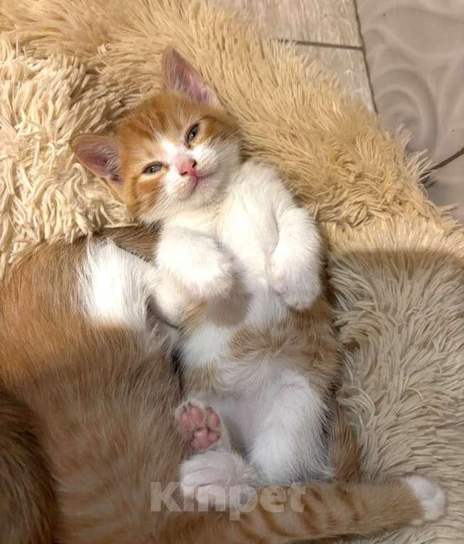 Кошки в Москве: Рыжие мальчишки. Котята 1,5 мес. в добрые руки. Мальчик, Бесплатно - фото 7