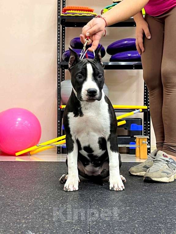 Собаки в Москве: Шикарная девочка амстаффа  Девочка, 60 000 руб. - фото 3