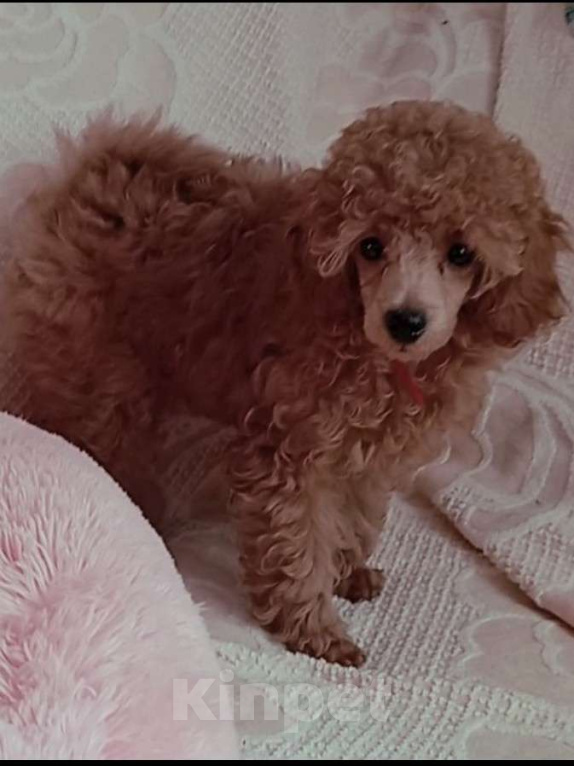 Собаки в Кольчугино: Пуделёк  Мальчик, 45 000 руб. - фото 4