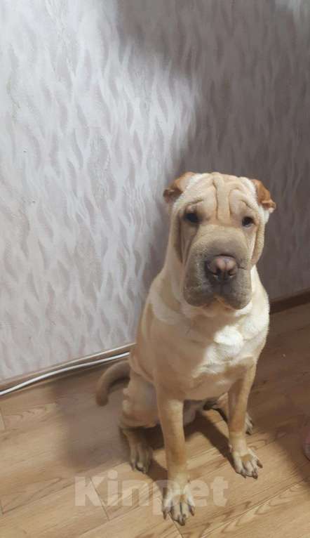 Собаки в Омске: Вязка, 1 300 руб. - фото 1