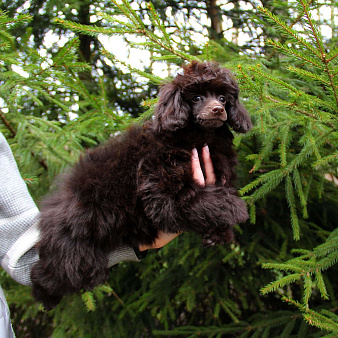 Той-аудель щенок девочка