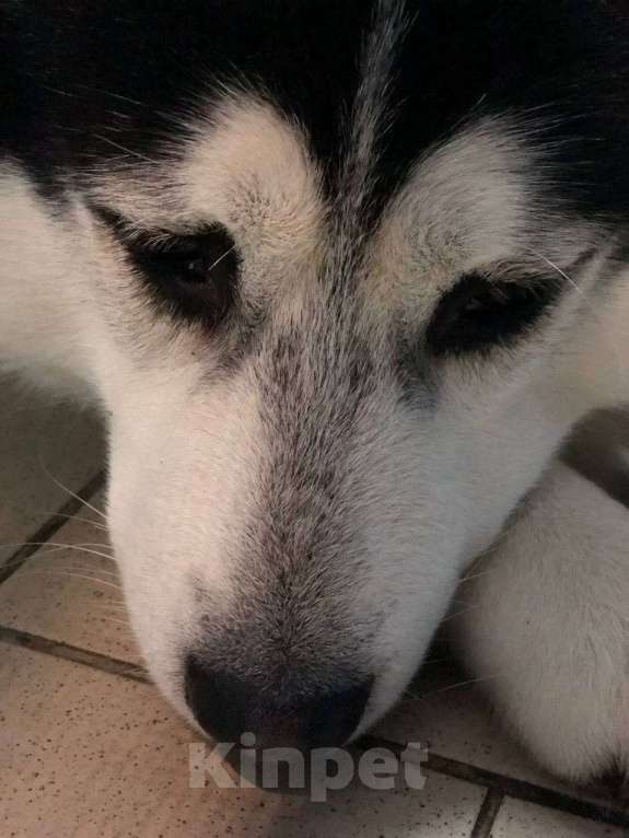 Собаки в Королеве: Хан -царь зверей Мальчик, Бесплатно - фото 6