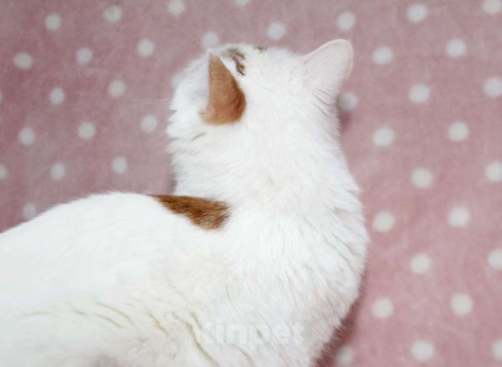 Кошки в Москве: Нежная Мия Девочка, Бесплатно - фото 4