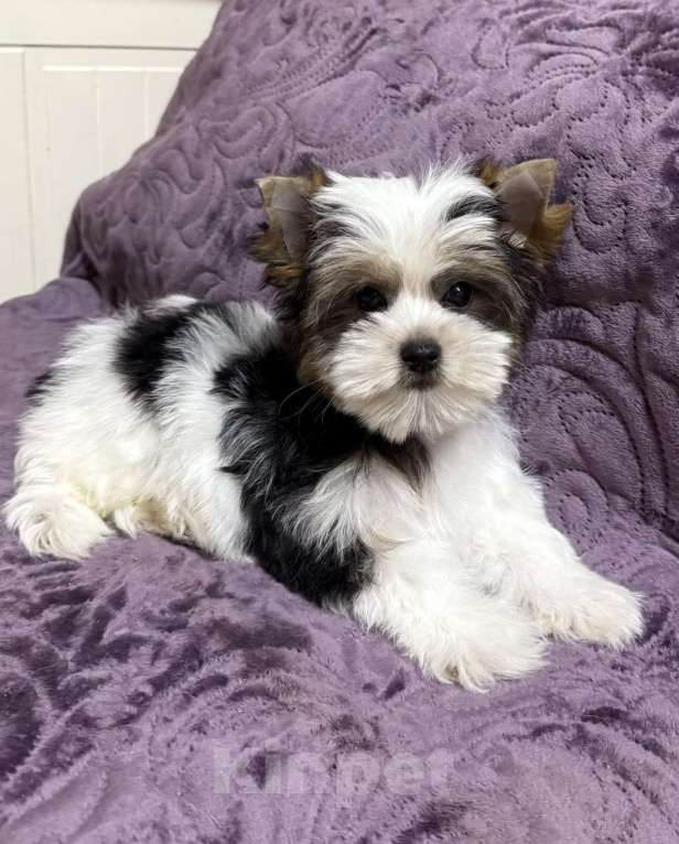 Собаки в Жуковском: Девочка бивера Девочка, 50 000 руб. - фото 4