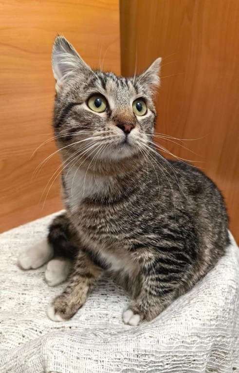 Кошки в Москве: Милый котенок подросток ищет дом Мальчик, Бесплатно - фото 2