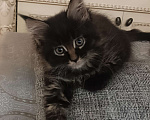 Кошки в Шатуре: Мей-кун котенок Девочка, 10 000 руб. - фото 9