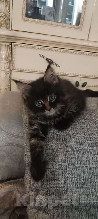 Кошки в Шатуре: Мей-кун котенок Девочка, 10 000 руб. - фото 9